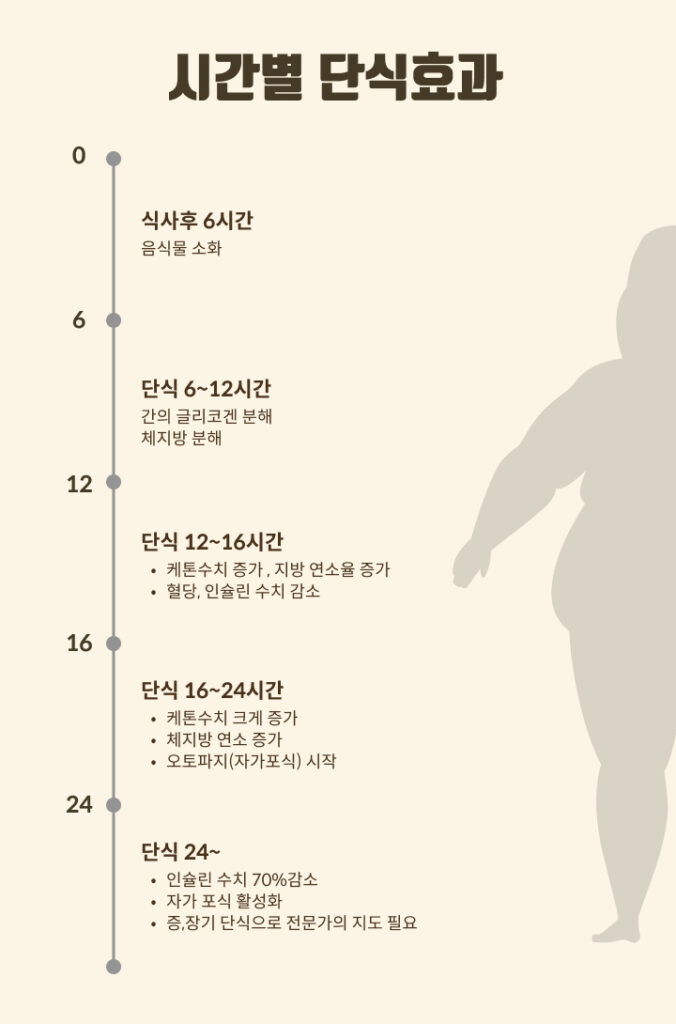 1일1식 단식 타임라인