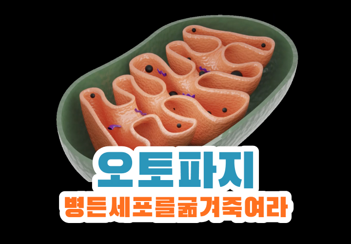 오토파지 효능 , 병든세포를 굶겨 죽여라 • 당당라이프